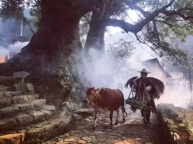 纯牛奶和酸奶哪个更好喝